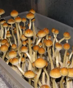 Creeper Mushroom Spore Syringe