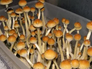 Creeper Mushroom Spore Syringe