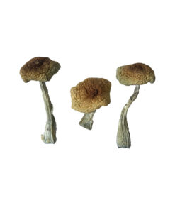 Psilocybe-Aztecorum-Magic-Mushrooms