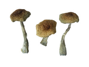 Psilocybe-Aztecorum-Magic-Mushrooms