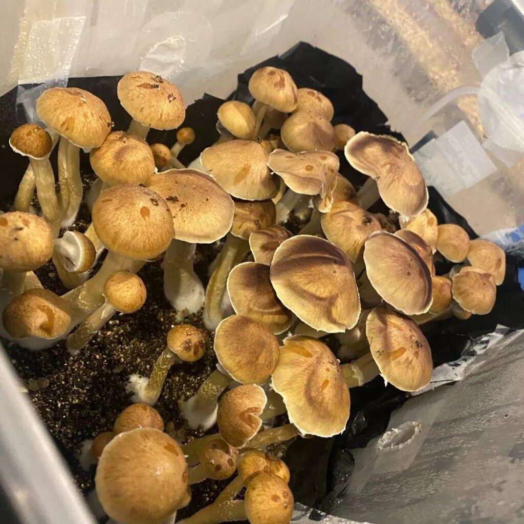 what are mushroom spores