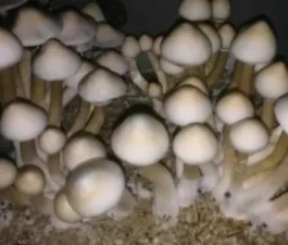 Top 5 Beginner-Friendly Mushrooms to Forage