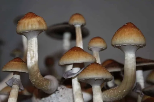 buy magic mushrooms online