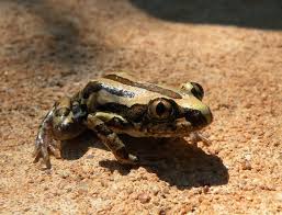Kassina Senegalensis Toad Venom