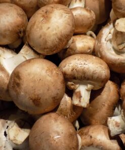 Buy Cremini Spore online