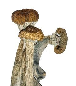 Buy Ecuadorian Mushrooms