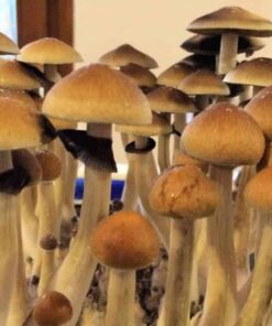 buy Golden Teacher Spore Syringe online