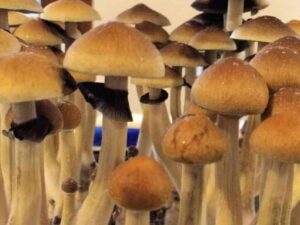 buy Golden Teacher Spore Syringe online