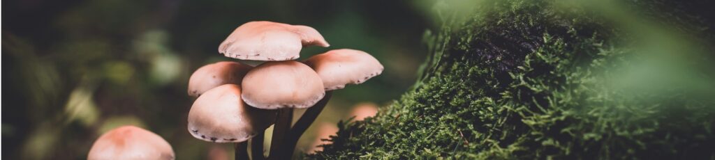 buying psychedelic mushrooms online