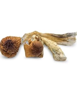 Tidal Wave Magic Mushrooms