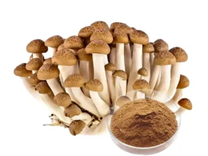 Agrocybe Aegerita Mushroom Extract