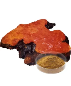 Antrodia Cinnamomea Extract