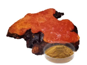 Antrodia Cinnamomea Extract