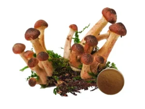 Armillaria Mellea Honey Fungus Extract