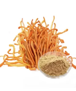 Cordyceps Militaris Extract