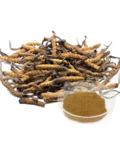 Cordyceps Sinensis Extract