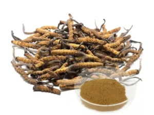 Cordyceps Sinensis Extract