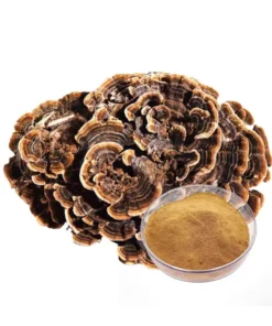 Turkey Tail Mushroom Extract