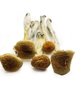 psilocybe cubensis spore syringe