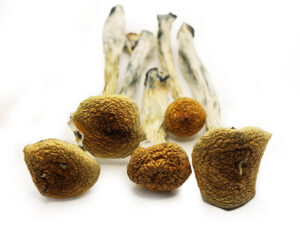 psilocybe cubensis spore syringe