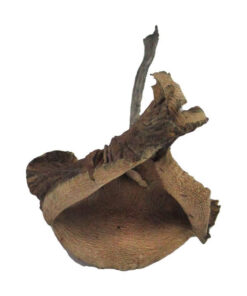 Psilocybe Cyanescens