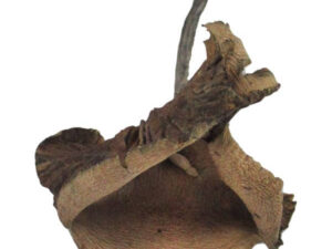 Psilocybe Cyanescens