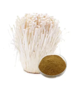 Enoki Mushroom Extract