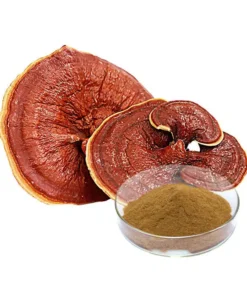 Ganoderma Lucidum Reishi Mushroom Extract