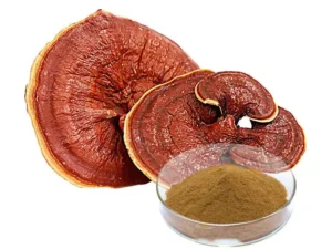 Ganoderma Lucidum Reishi Mushroom Extract