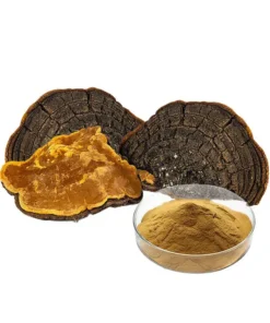 Phellinus Igniarius Extract