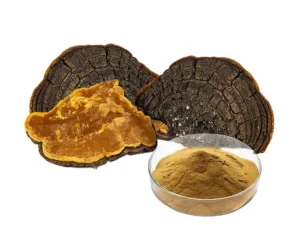 Phellinus Igniarius Extract