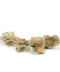 Psilocybe Caerulescens