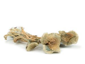 Psilocybe Caerulescens