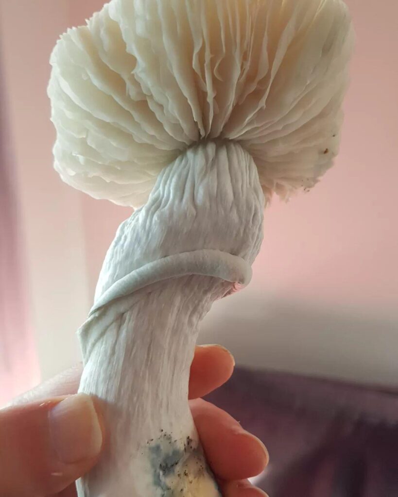 how to grow mushroom spores