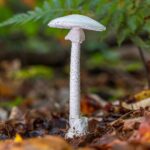 Identifying poisonous mushrooms