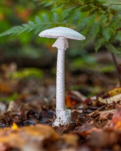 Identifying poisonous mushrooms