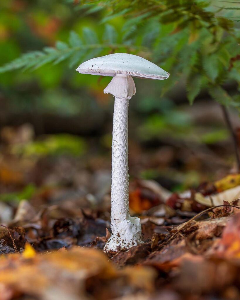 Identifying poisonous mushrooms