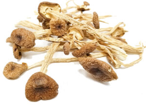 Psilocybe Mexicana Mushroom