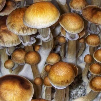 Burma Cubensis Mushroom Spores