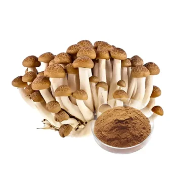 Agrocybe Aegerita Mushroom Extract