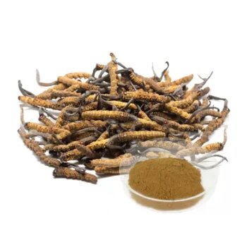 Cordyceps Sinensis Extract