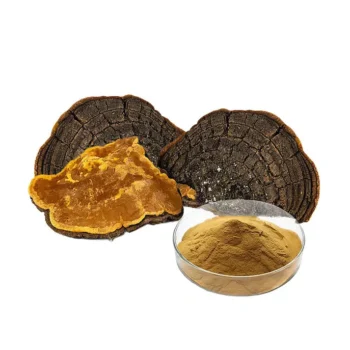Phellinus Igniarius Extract
