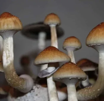 B+ Cubensis Mushroom Spore Syringe