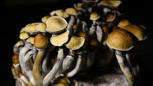 Best Mushrooms For Tripping